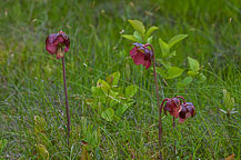 Swamp Flower