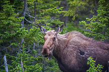 Moose