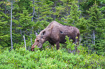 Moose