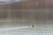 Bathing Eagle