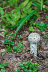 Toadstool