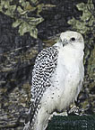 gyrfalcon