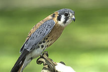 kestrel