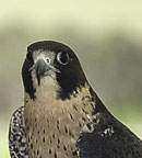 Peregrine Falcon