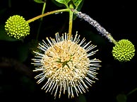 Common Buttonbush