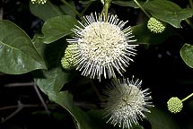 Common Buttonbush