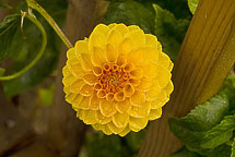 Yellow Dalia