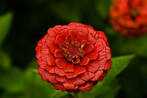 Zinnia