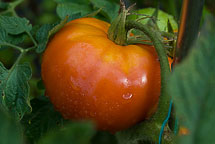 Tomato