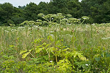 Giant Hogweed