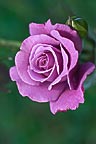 Purple Rose