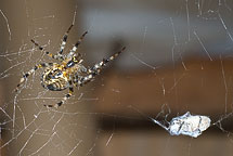 Spider & Meal