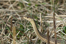 Garter Snake