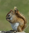 Red Squirrel