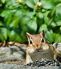 Chipmunk