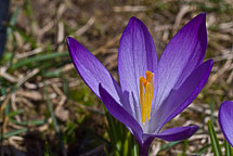 Purple Crocus