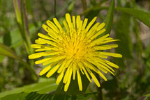 Dandelion