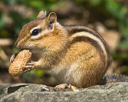 Chipmunk