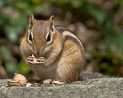 Chipmunk