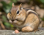 Chipmunk