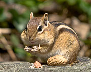 Chipmunk