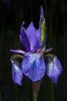 Wild Iris