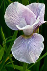 Wild Iris