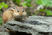 Chipmunk