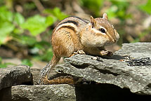 Chipmunk