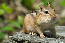 Chipmunk