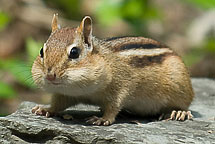 Chipmunk