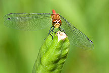 Dragonfly