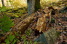 A Stump at the Salmon River Falls