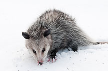 Opossum