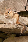 Chipmunk