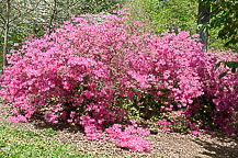 National Arboretum