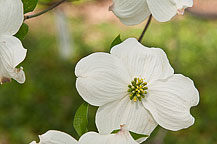 National Arboretum