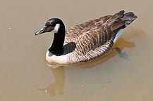 Canada Goose