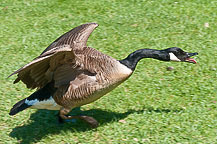 Canada Goose