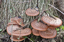 Fungus