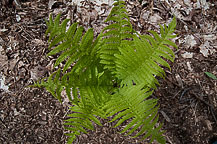 Fern