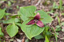 Pink Trillium