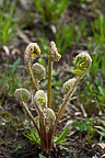 Ferns