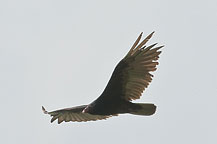 Turkey Vulture