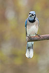 Blue Jay