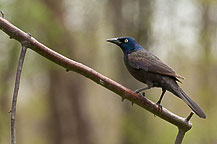 Common Grackle