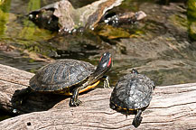 Turtles