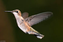 Ruby Throat Hummingbird