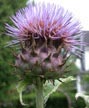 Thistle