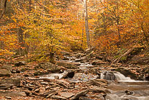 Fall Colors, Rickets Glen State Park, Pennsylvania